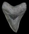 Serrated, Fossil Megalodon Tooth #36250-1
